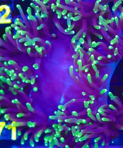 Black Elegance Coral