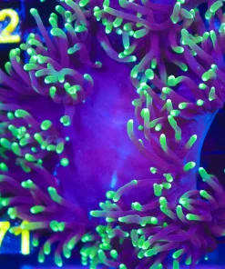 Black Elegance Coral