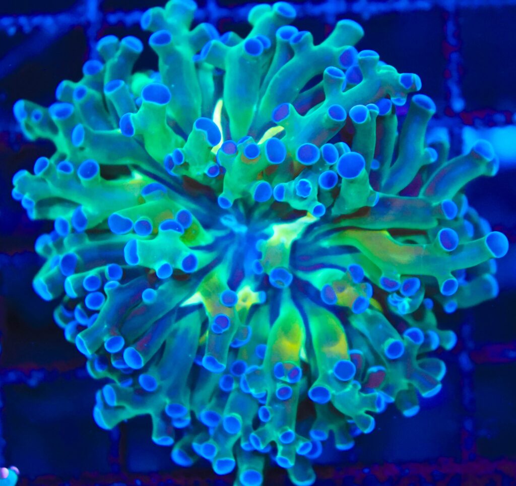 Frag Box Corals