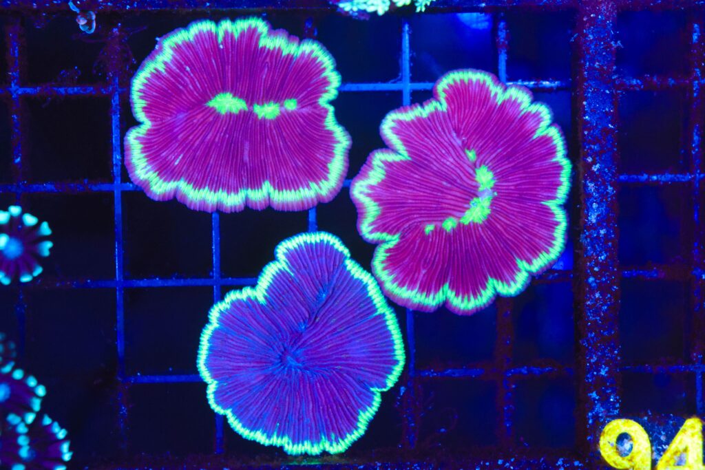 Frag Box Corals