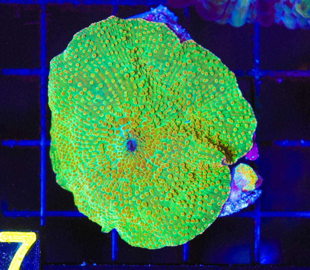 Frag Box Corals