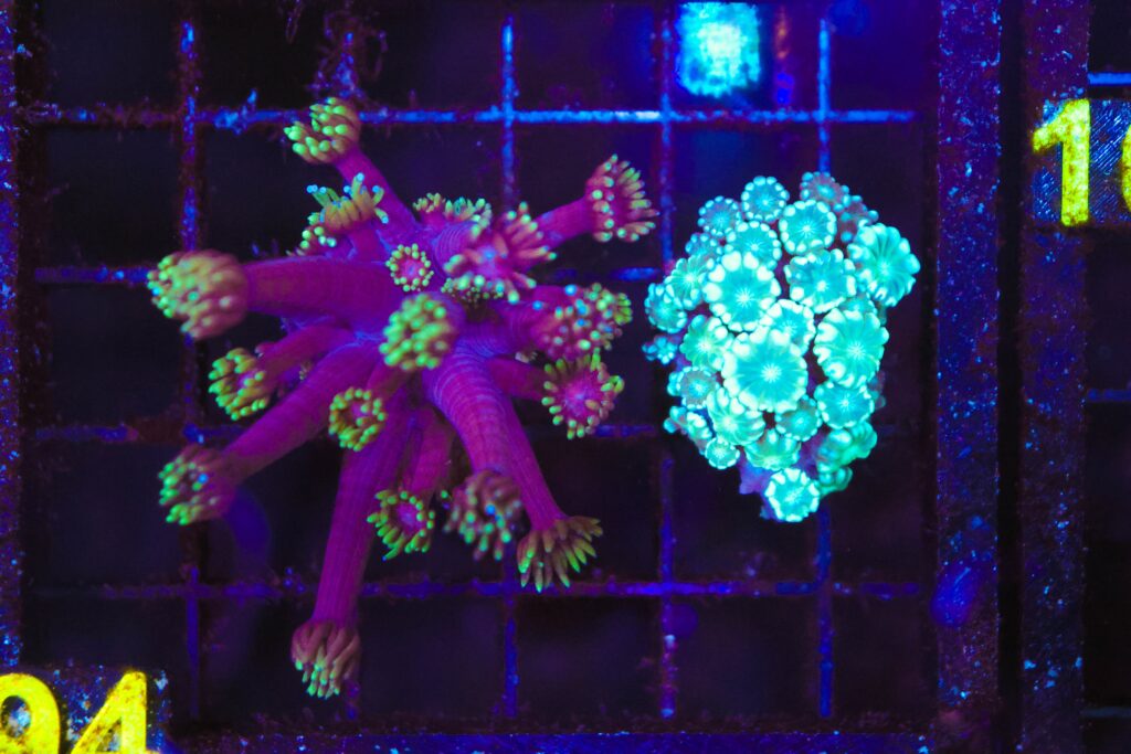 Frag Box Corals