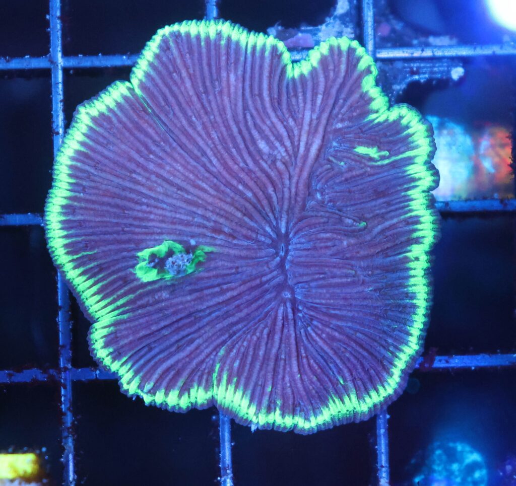 Frag Box Corals