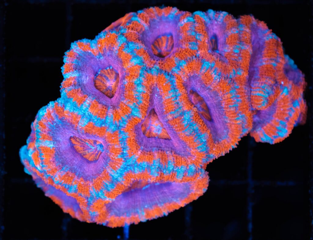 Frag Box Corals