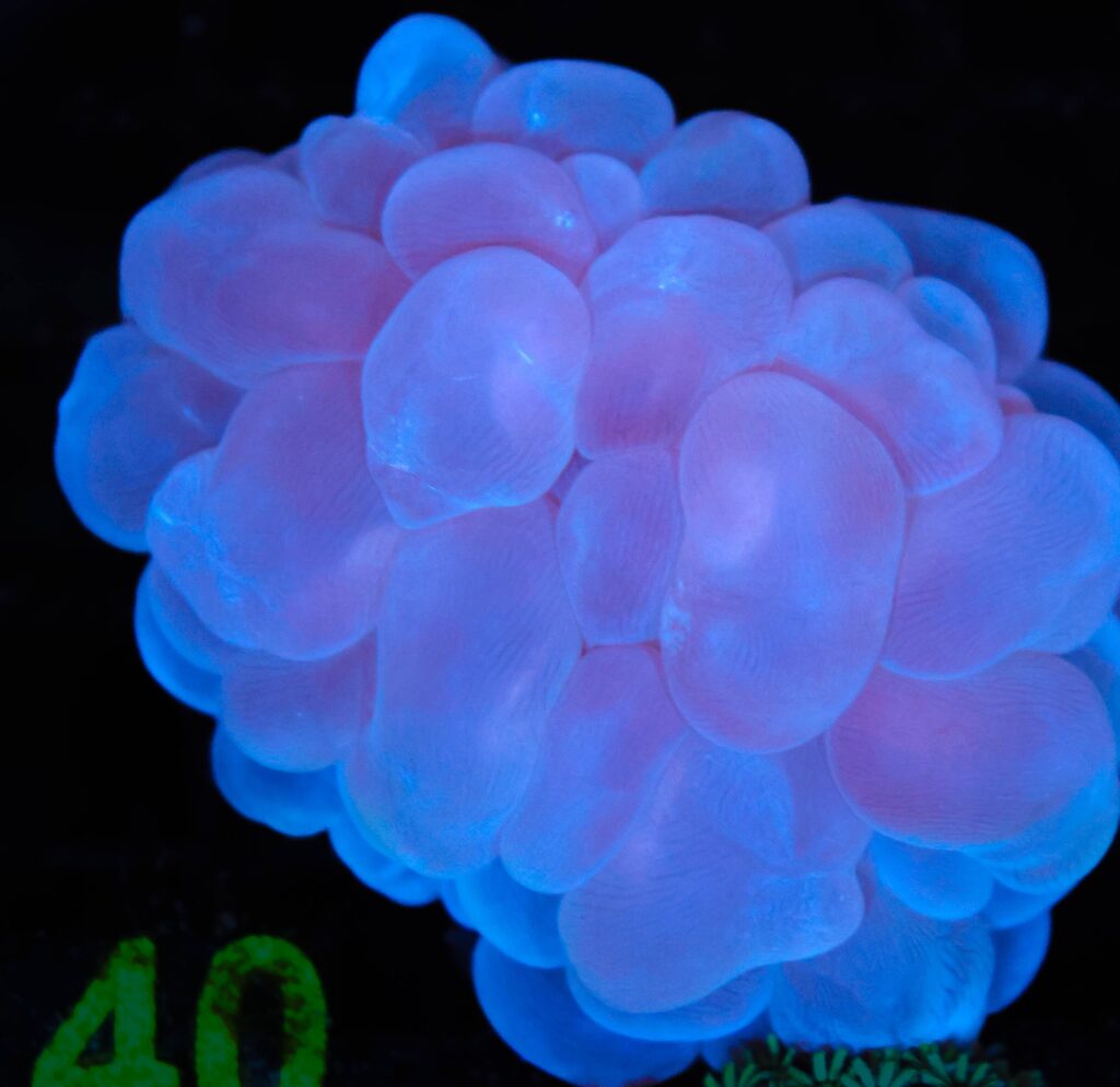 Frag Box Corals