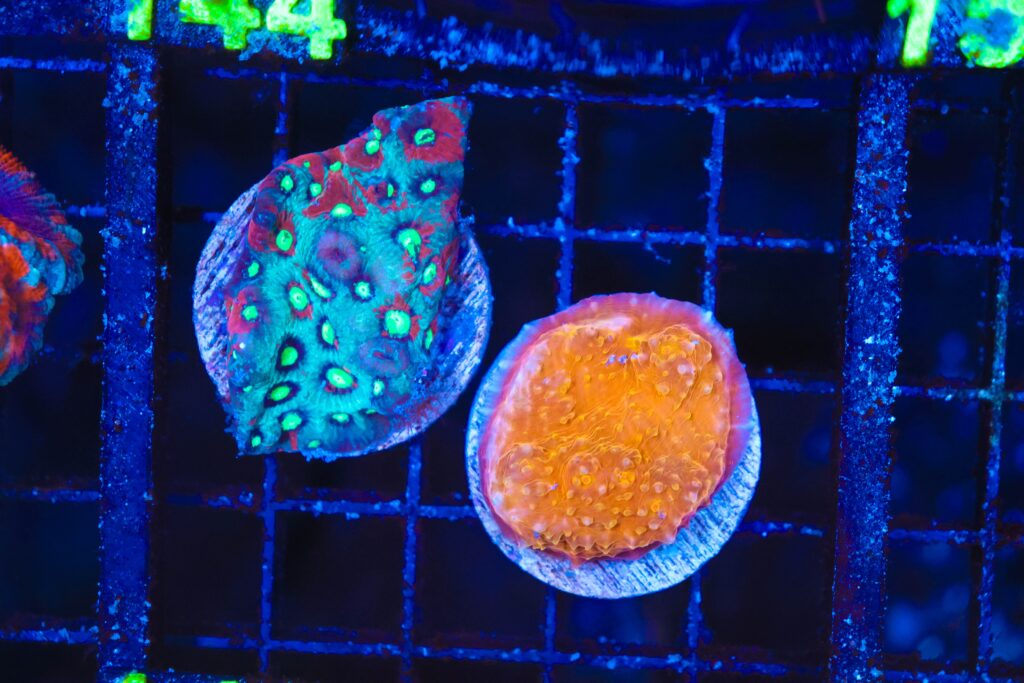 Frag Box Corals