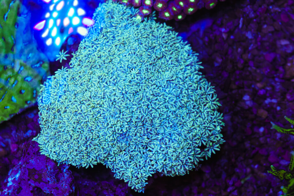 Frag Box Corals
