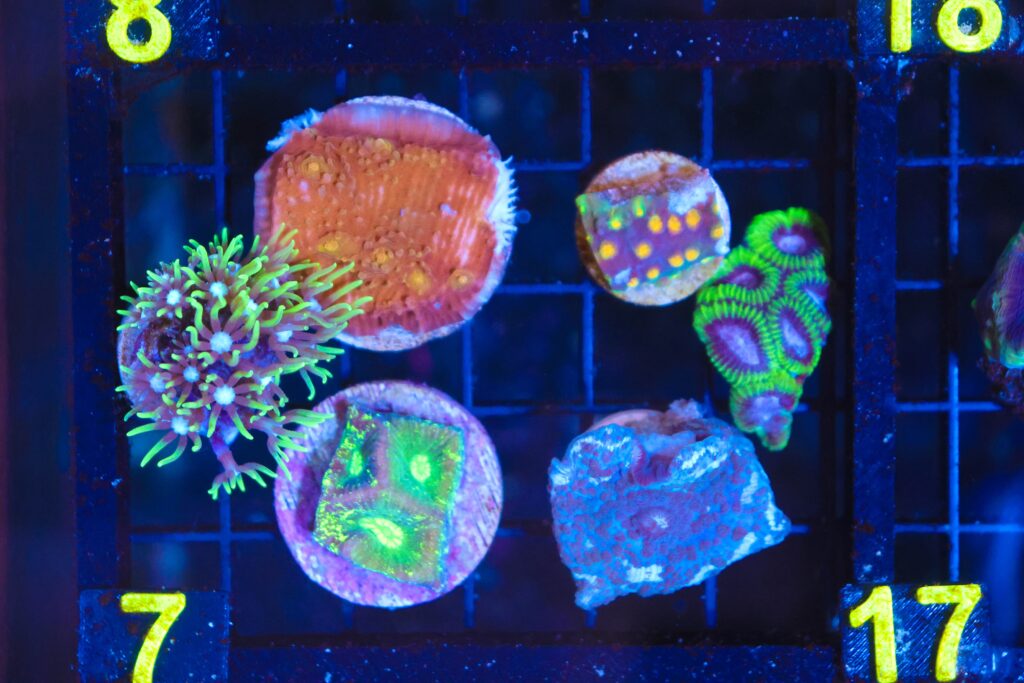 Frag Box Corals