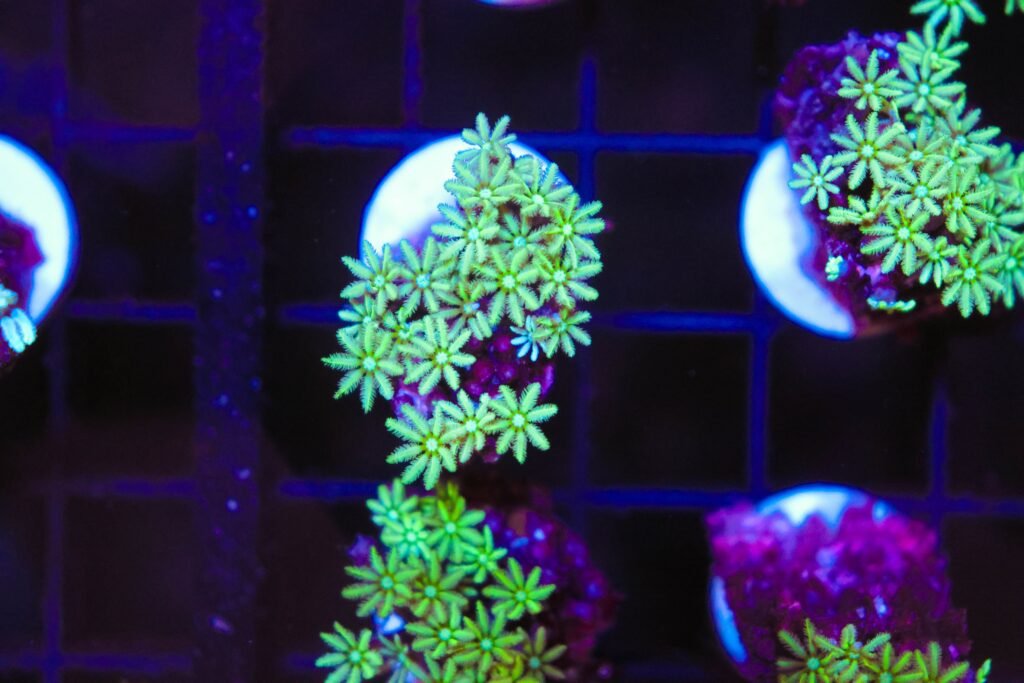 Frag Box Corals