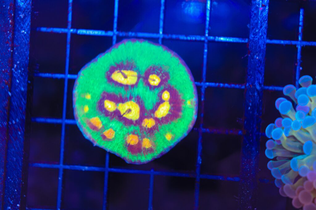 Frag Box Corals