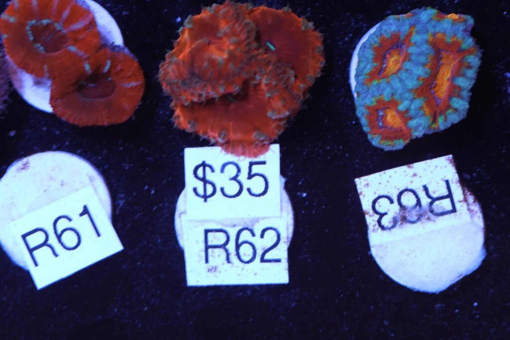 Frag Box Corals