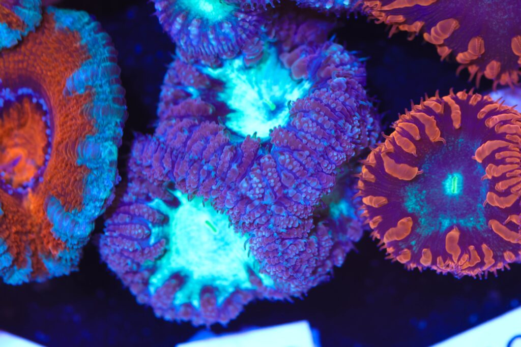 Frag Box Corals
