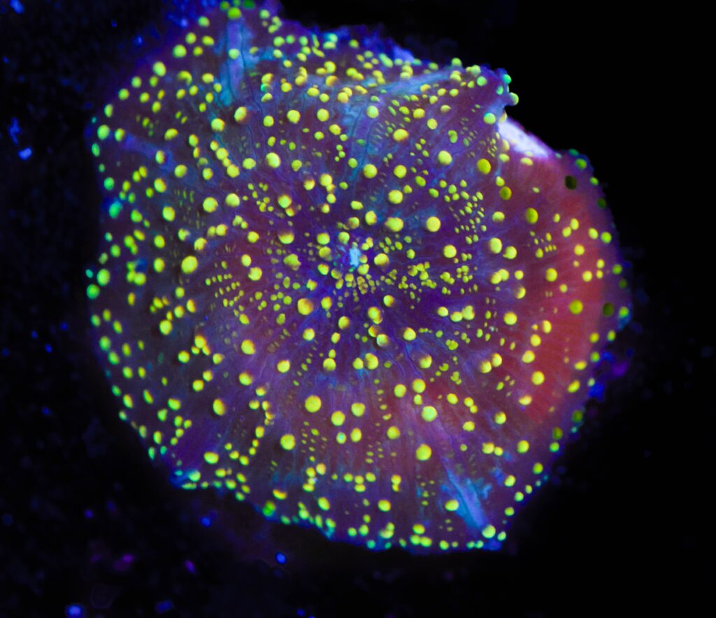 Frag Box Corals