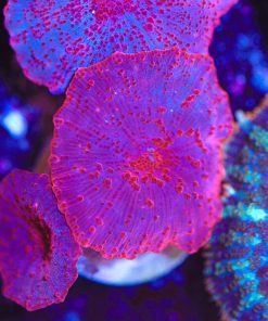 Pink Discosoma Mushroom Coral