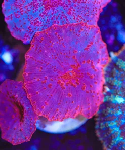 Pink Discosoma Mushroom Coral