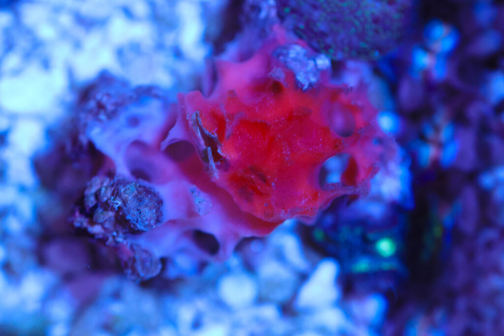 Frag Box Corals