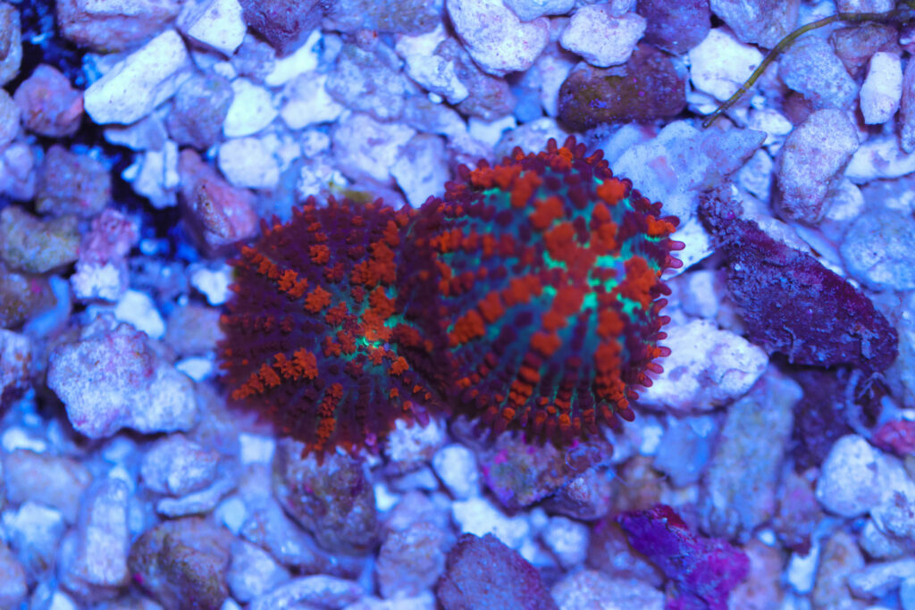 Frag Box Corals