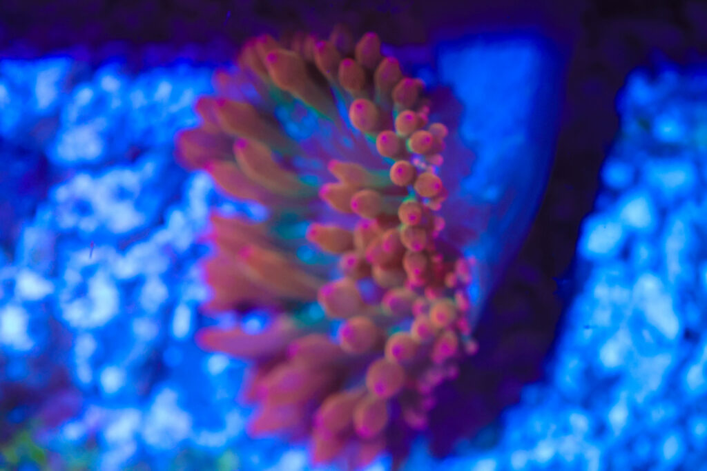 Frag Box Corals