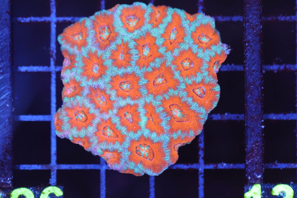 Frag Box Corals