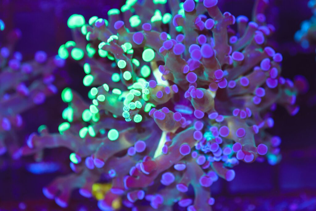 Frag Box Corals
