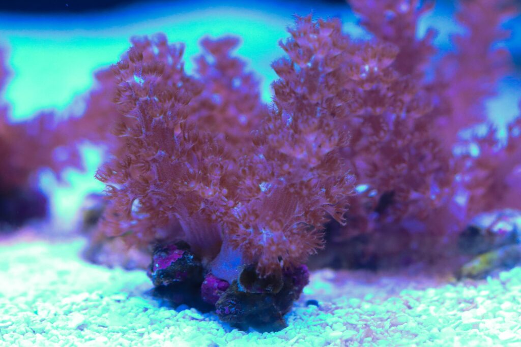Frag Box Corals