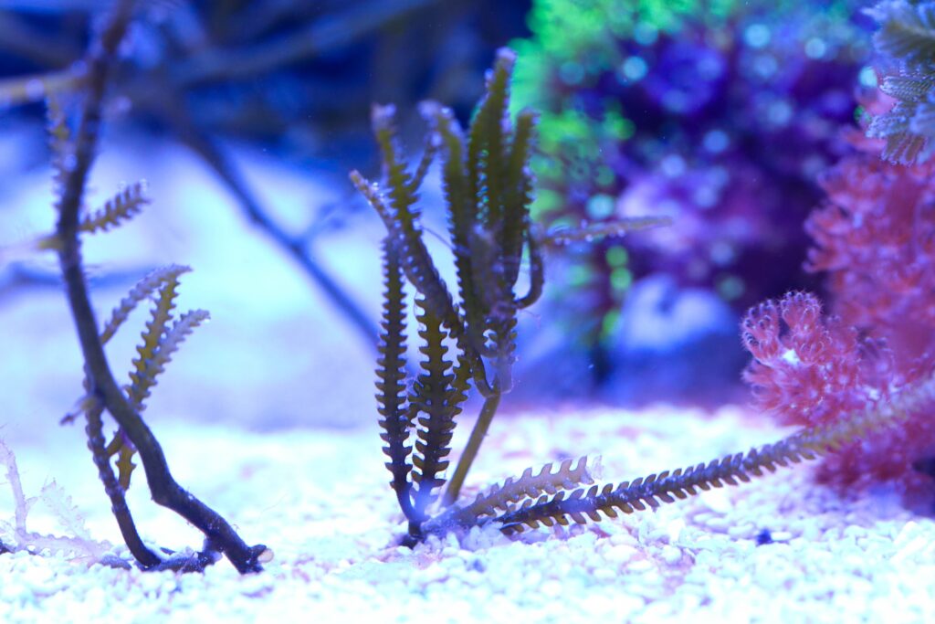 Frag Box Corals