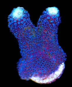 Cultured Purple Stylophora Frag (Row #A1)