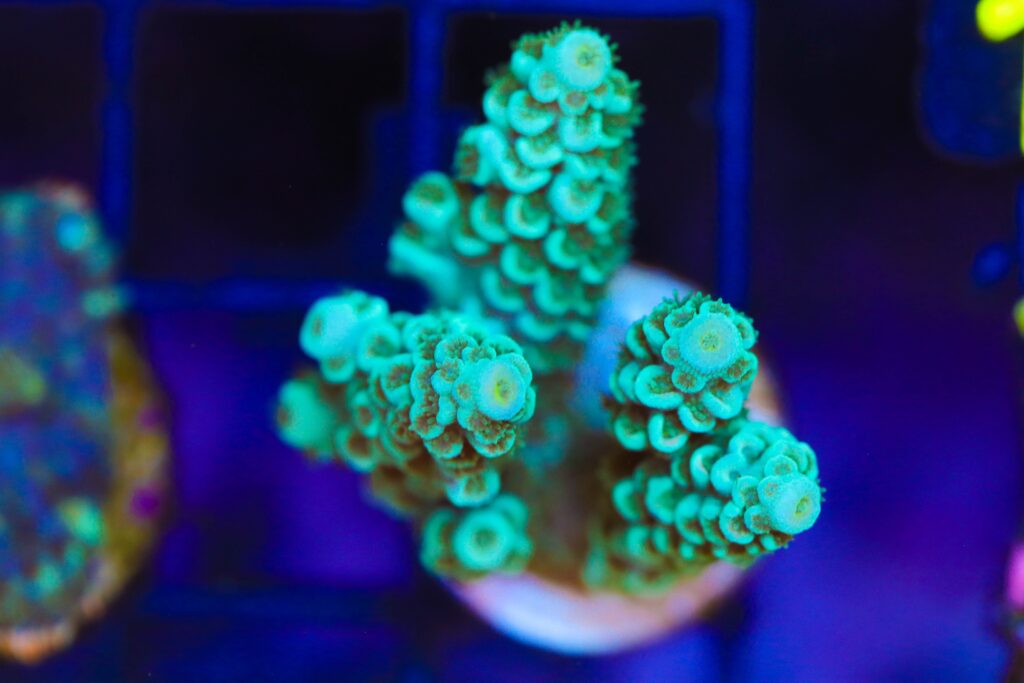 Frag Box Corals