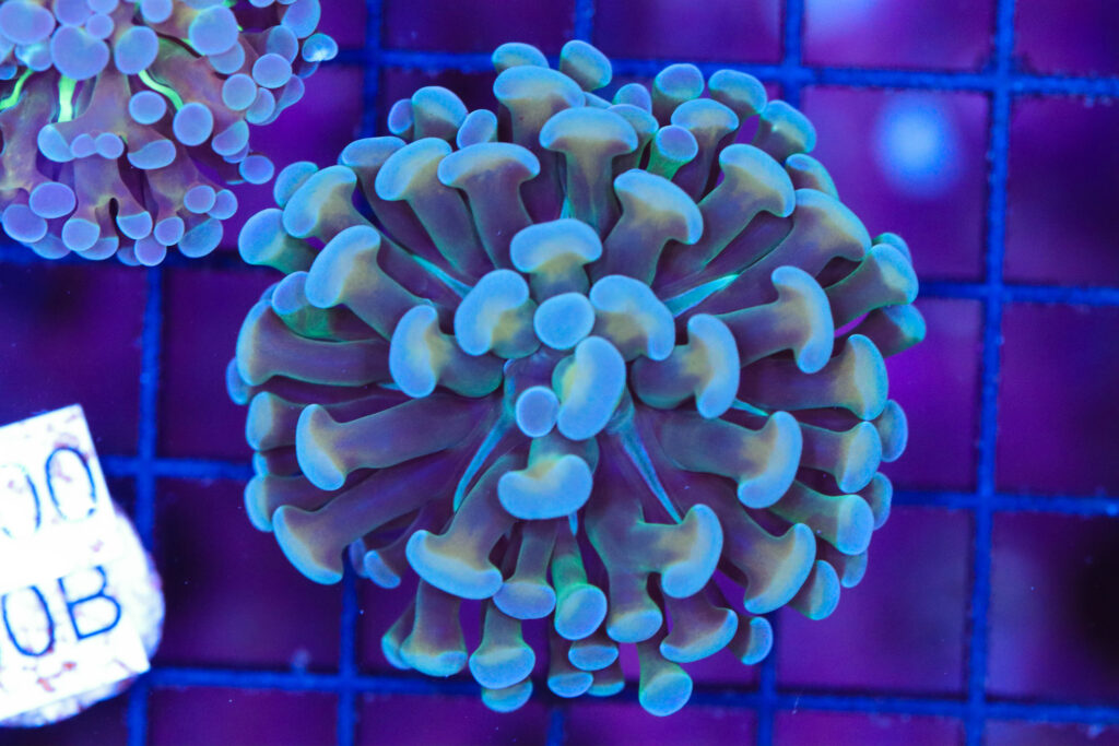Frag Box Corals