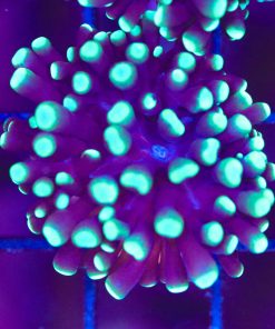 Cristata Torch Coral