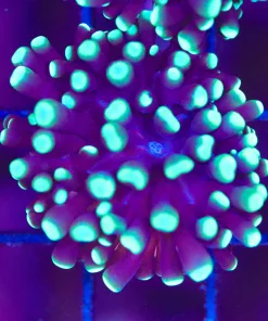 Cristata Torch Coral