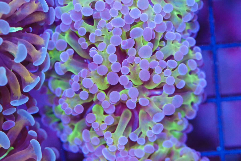 Frag Box Corals