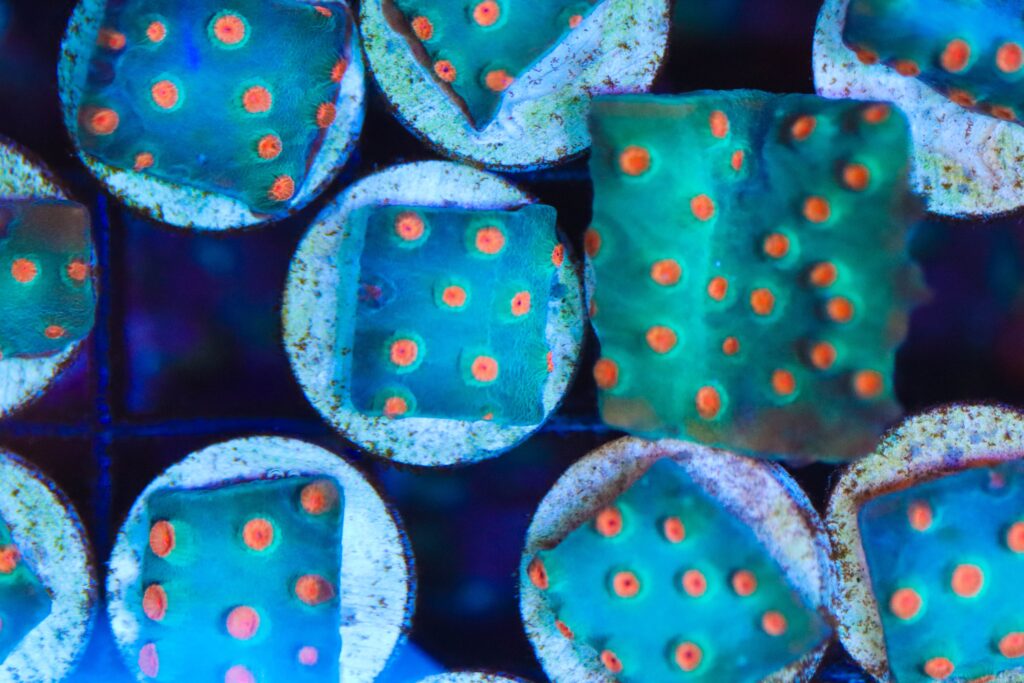 Frag Box Corals