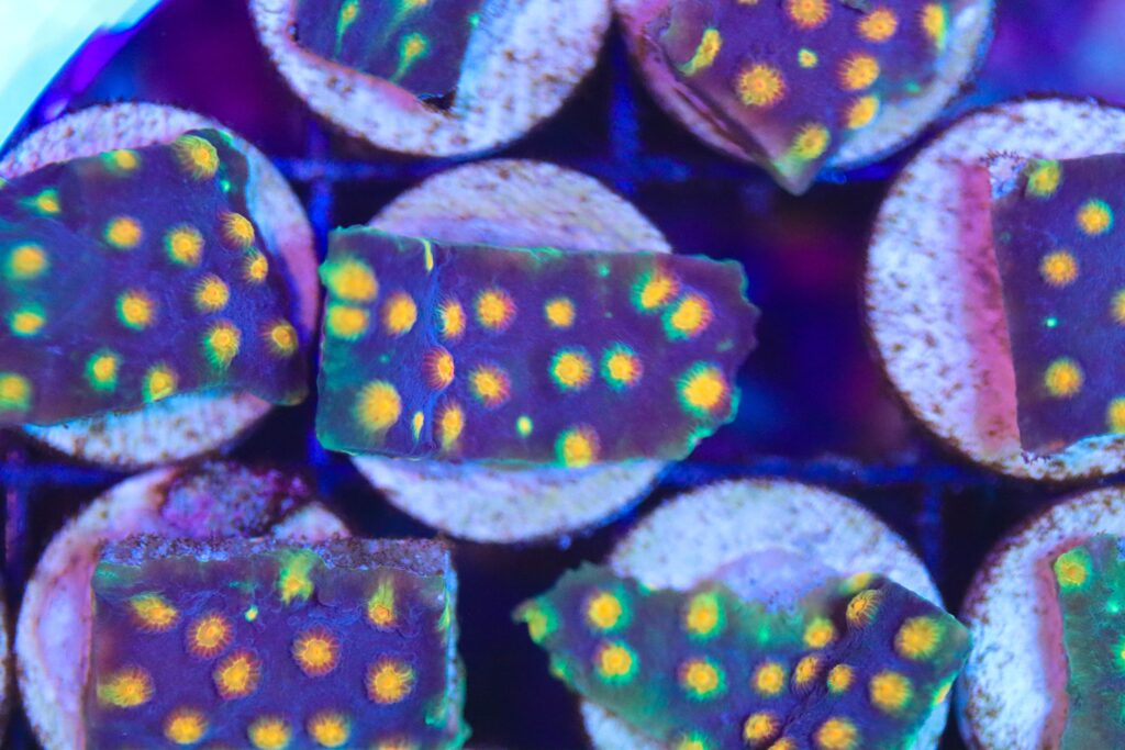 Frag Box Corals