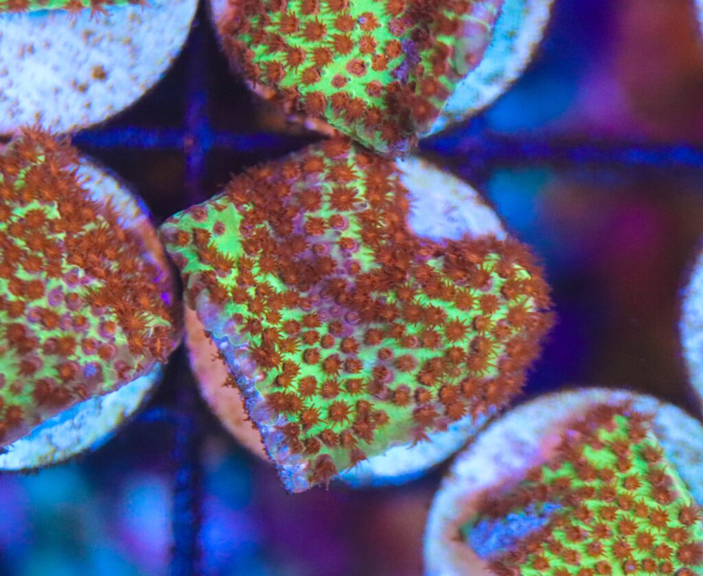 Frag Box Corals