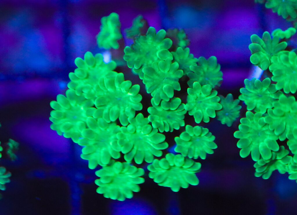 Frag Box Corals