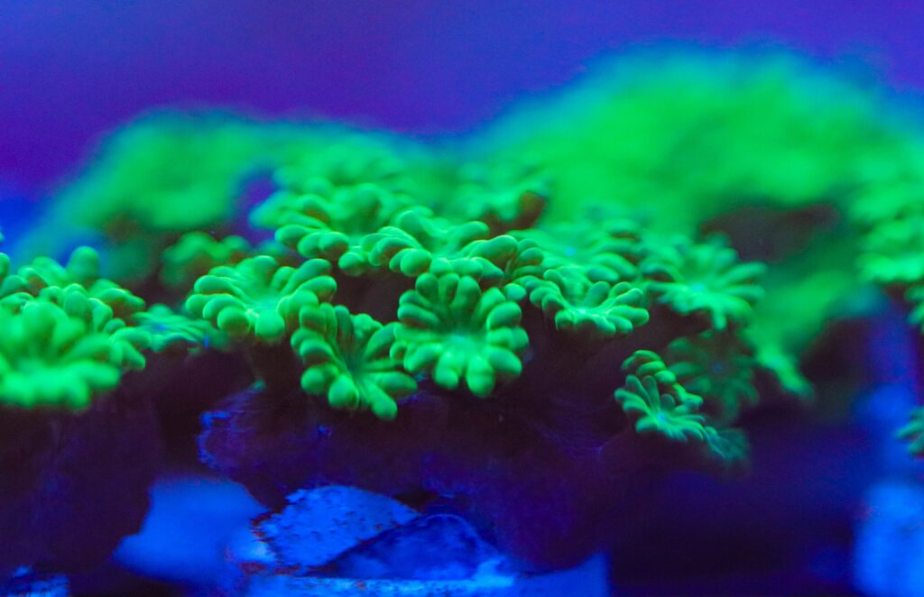 Frag Box Corals