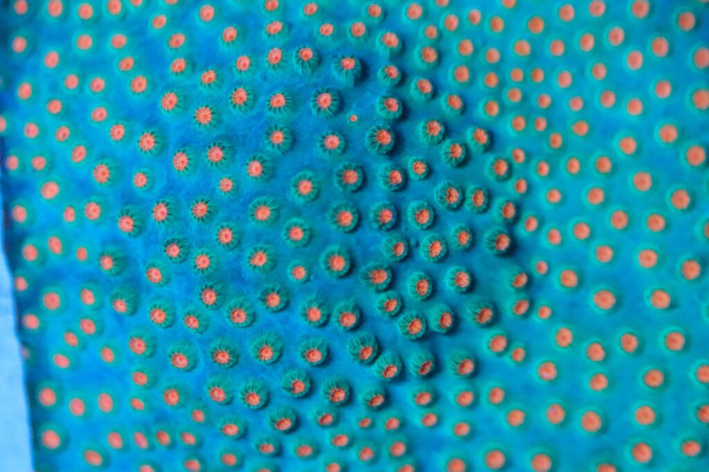 Frag Box Corals