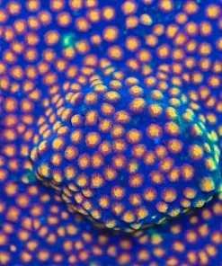 Party Crasher Cyphastrea Frag