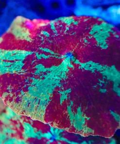 Wysiwyg Jaw Breaker Mushroom