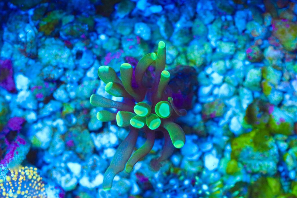 Frag Box Corals