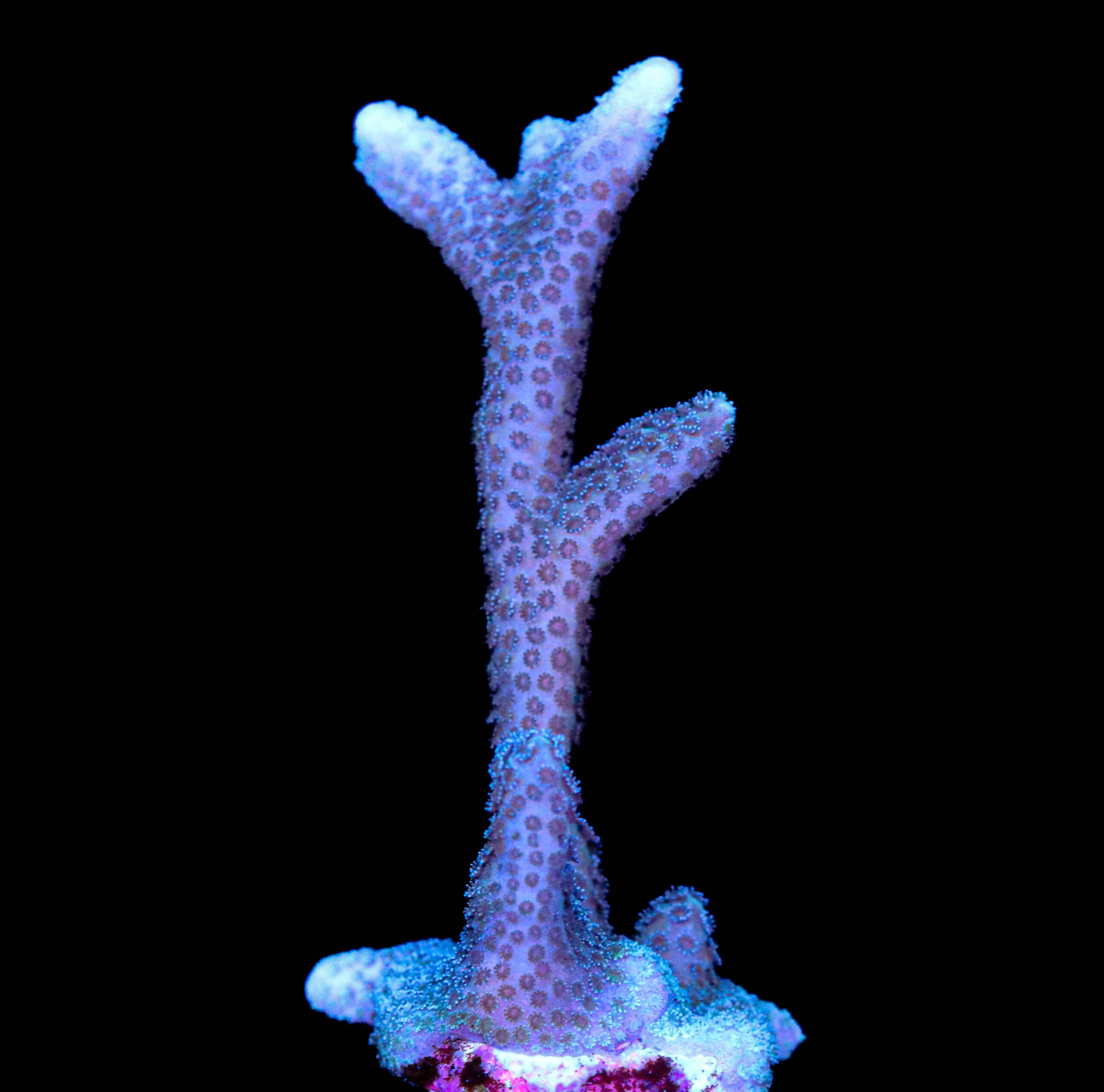 Blue Digitata Frag