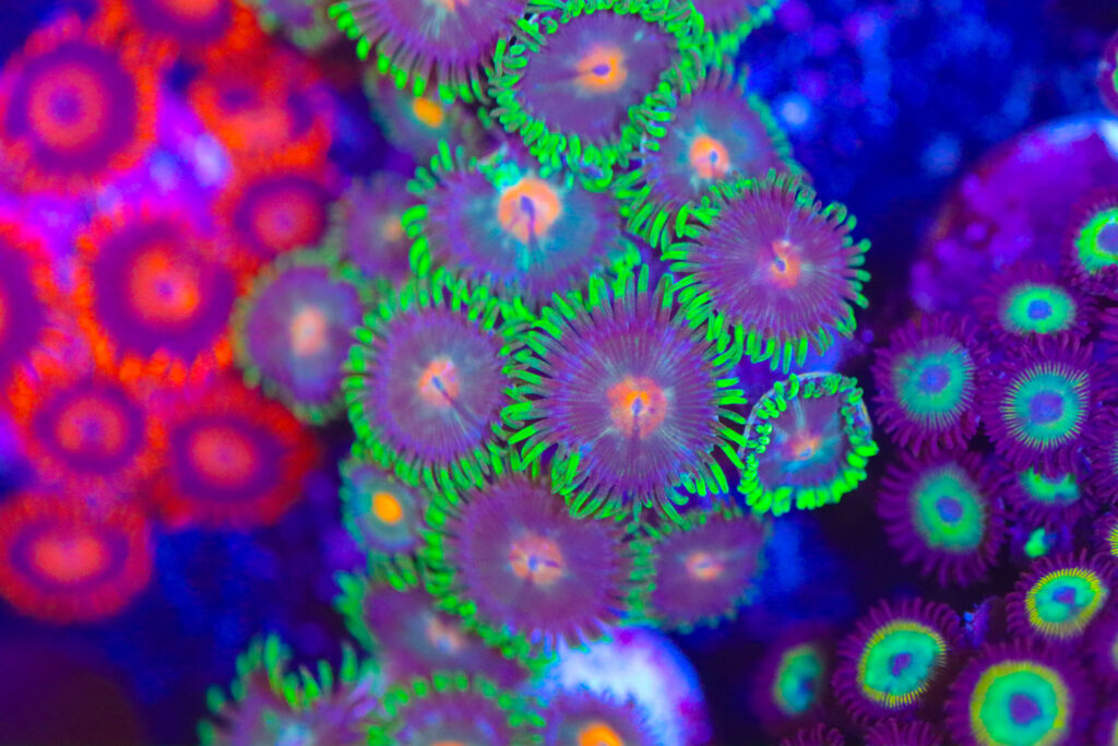 Frag Box Corals