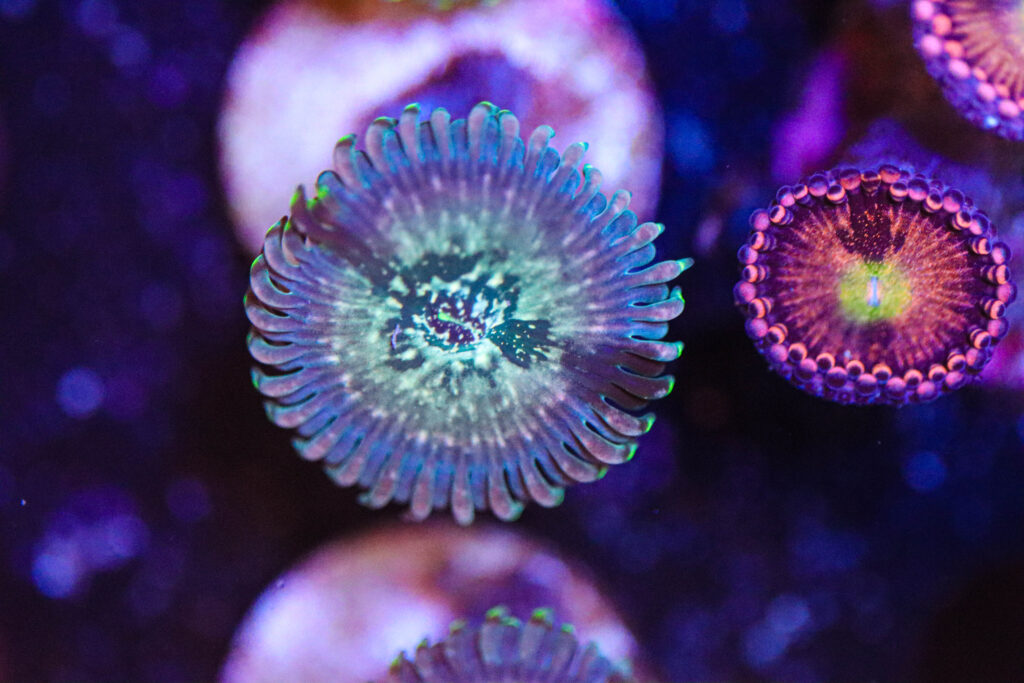 Frag Box Corals