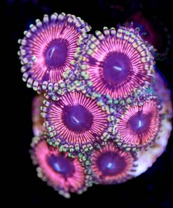 Bubblegum Zoas