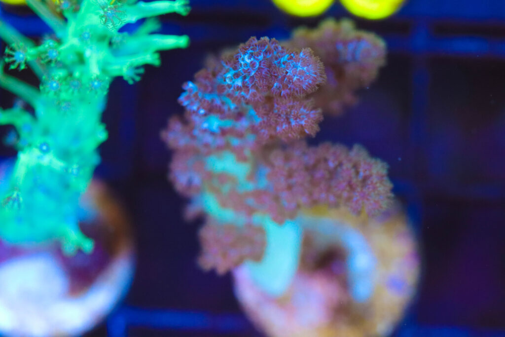 Frag Box Corals