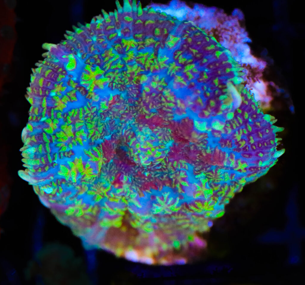 Frag Box Corals