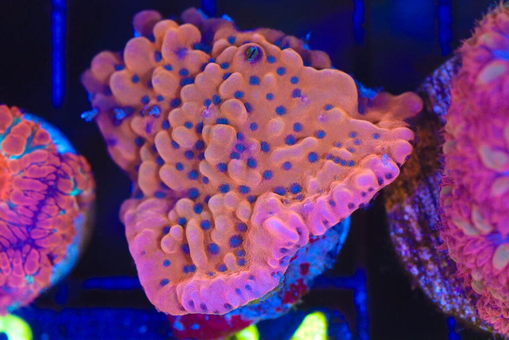 Frag Box Corals