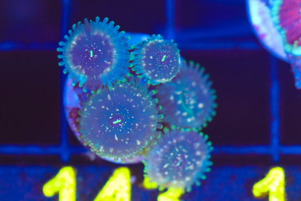 Frag Box Corals