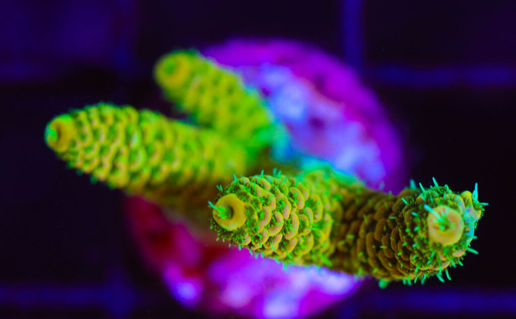 Frag Box Corals
